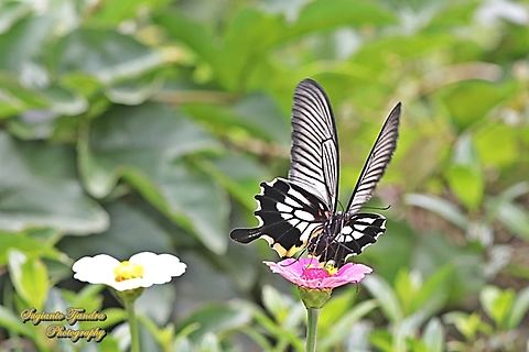 Great Mormon Swallowtail Butterfly, Papilio memnon memnon f. achates, (Papilionidae) - female "sucking nectar on the Zinnia flower"  Geotagged,Great Mormon,Indonesia,Papilio memnon,Summer