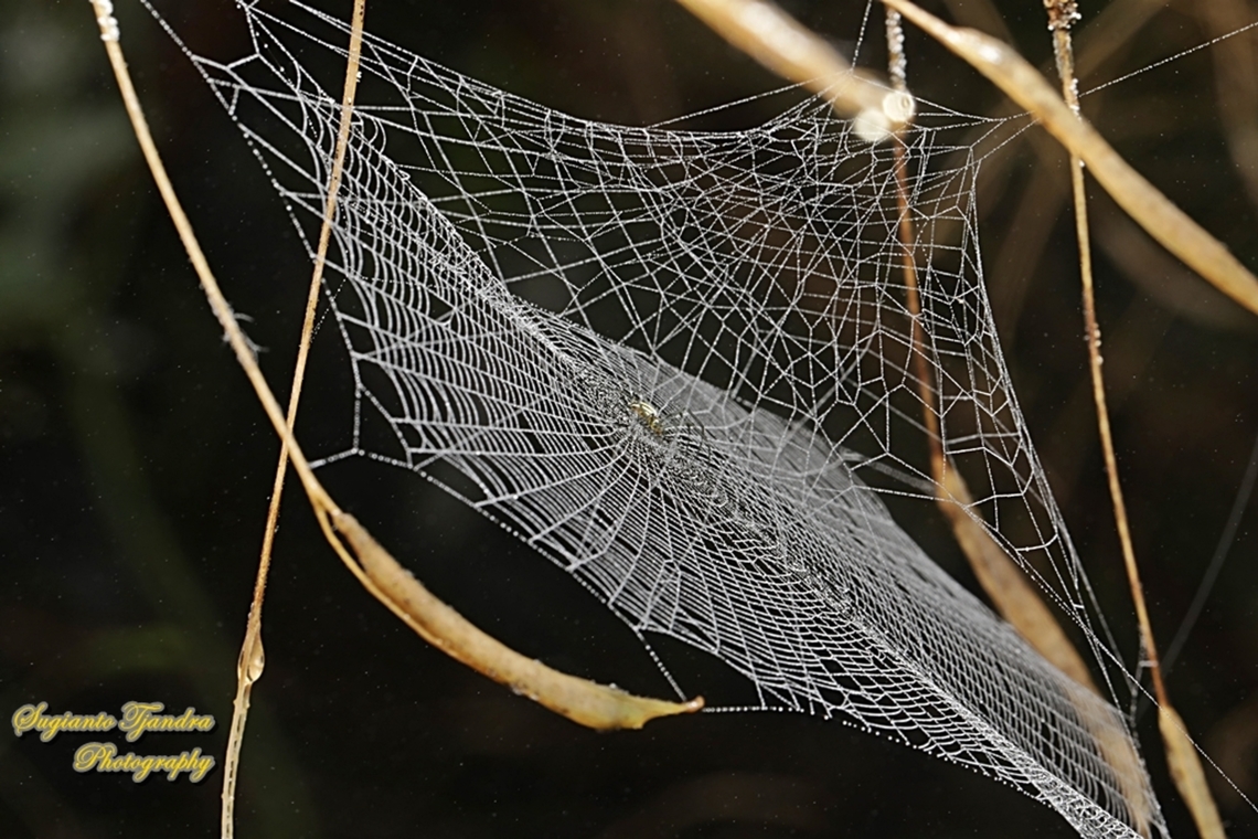 Golden orb-web spider, Nephila Pilipes - juvenile  Geotagged,Giant Golden Orbweaver,Indonesia,Nephila pilipes,Summer
