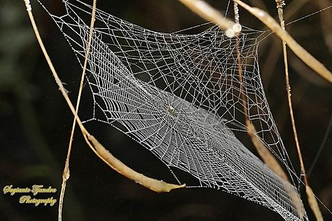 Golden orb-web spider, Nephila Pilipes - juvenile  Geotagged,Giant Golden Orbweaver,Indonesia,Nephila pilipes,Summer
