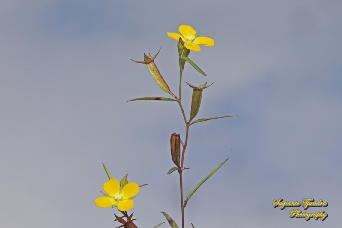 Wingleaf Primrose-Willow, Ludwigia decurrens  Geotagged,Indonesia,Ludwigia decurrens,Summer,Wingleaf Primrose-Willow