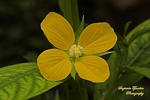 Wingleaf Primrose-Willow, Ludwigia decurrens  Geotagged,Indonesia,Ludwigia decurrens,Summer,Wingleaf Primrose-Willow