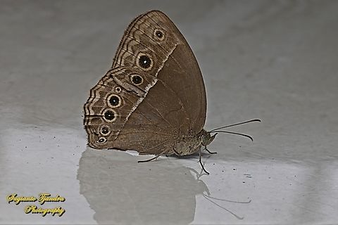 Horsfield's bush brown Butterfly (Mycalesis horsfieldi)  Geotagged,Horsfield's Bushbrown,Indonesia,Mycalesis horsfieldii,Summer