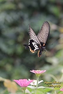 Great Mormon Swallowtail Butterfly, Papilio memnon memnon f. achates, (Papilionidae) - female "flying over the Zinnia flowers"  Geotagged,Great Mormon,Indonesia,Papilio memnon,Summer