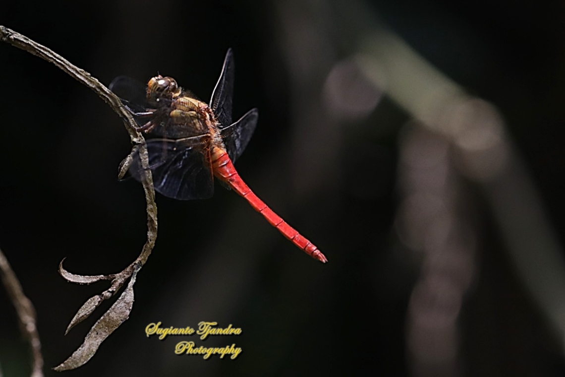 Crimson Dropwing Orange Skimmer (Orthetrum testaceum) - Male  Geotagged,Indonesia,Orange Skimmer,Orthetrum testaceum,Summer