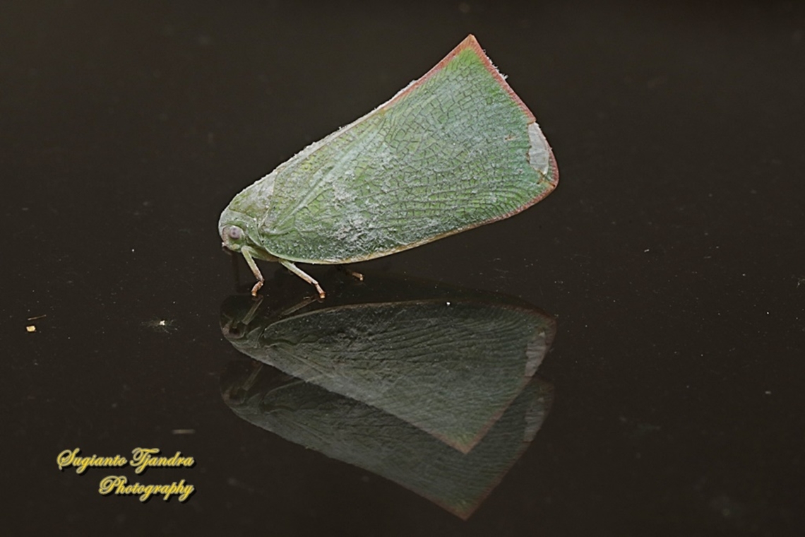 Flatid planthopper, Flatidae "Reflections"  Geotagged,Indonesia,Summer
