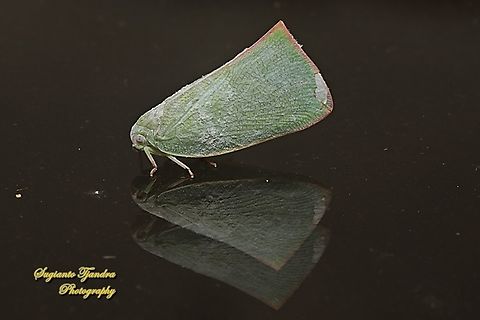 Flatid planthopper, Flatidae "Reflections"  Geotagged,Indonesia,Summer