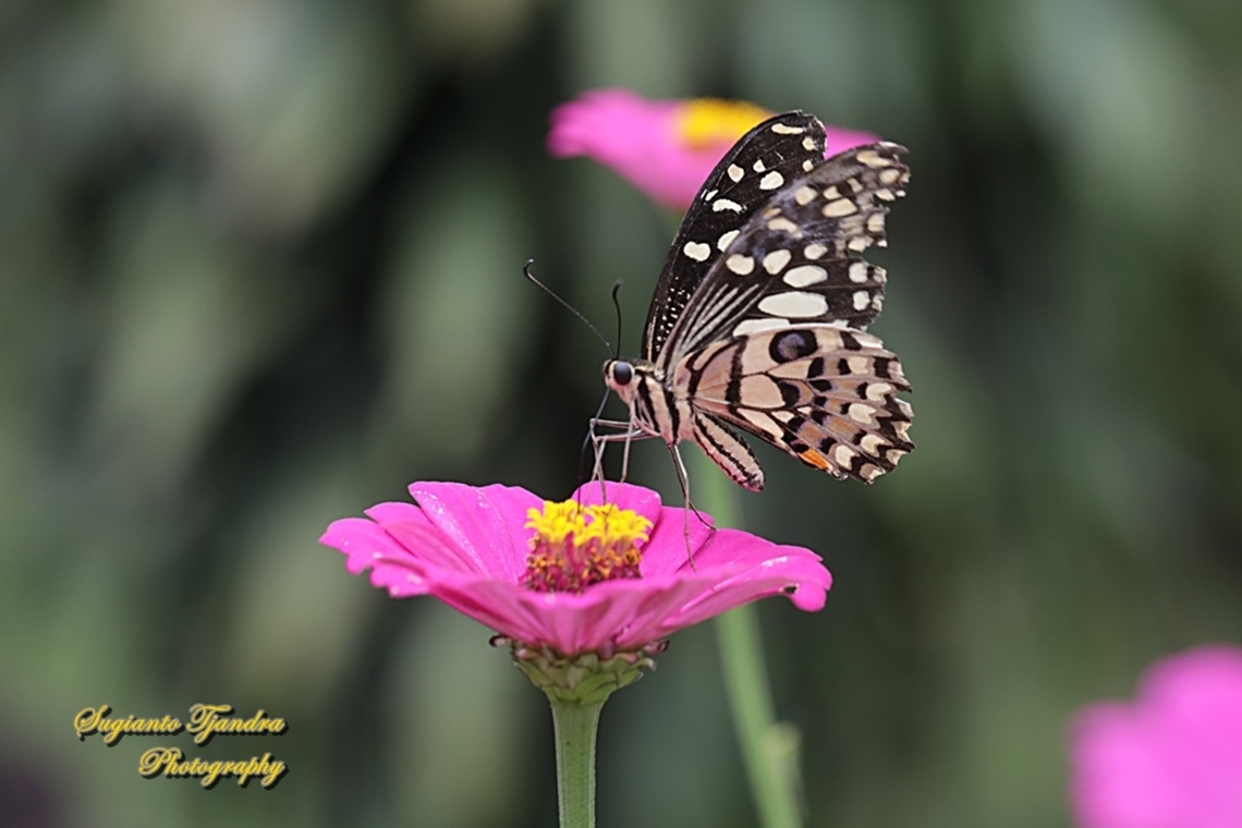 Common Lime butterfly (Papilio demoleus) sucking nectar on the Zinnia flower  Geotagged,Indonesia,Lime Swallowtail,Papilio demoleus,Summer