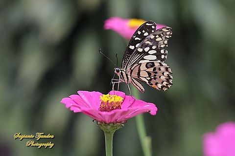 Common Lime butterfly (Papilio demoleus) sucking nectar on the Zinnia flower  Geotagged,Indonesia,Lime Swallowtail,Papilio demoleus,Summer