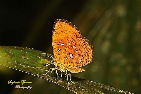 Callidula Moth, Callidula sakuni sakuni (family Callidulidae)  Callidula sakuni,Geotagged,Indonesia,Summer