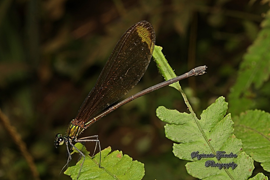 Ebony jewelwing damselfly, Vestalis luctuosa - female  Geotagged,Indonesia,Nila Flashwing,Summer,Vestalis luctuosa