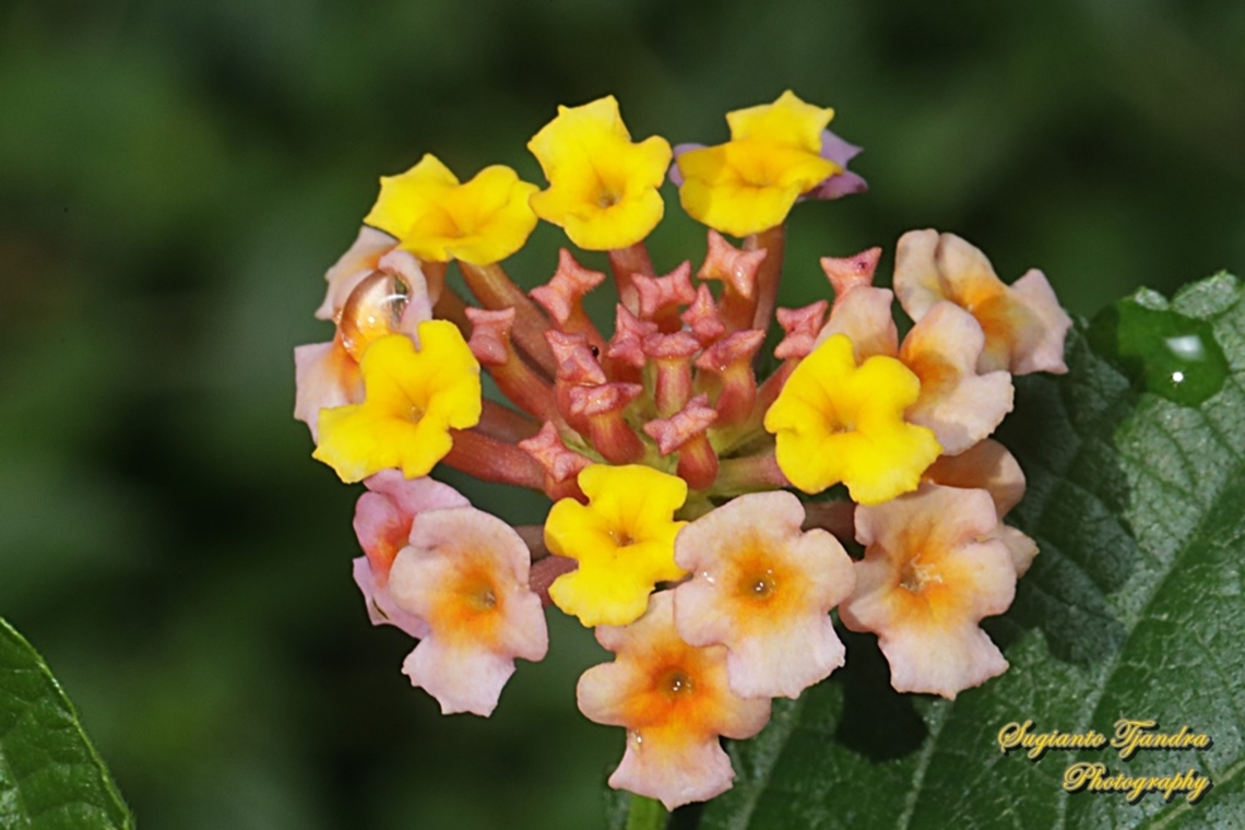 West Indian Lantana, Lantana Camara, Verbenaceae  Common Lantana,Geotagged,Indonesia,Lantana camara,Summer