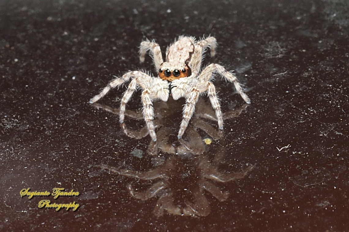 Grey wall jumper, Menemerus bivittatus, family Salticidae - female  Geotagged,Gray wall jumper,Indonesia,Menemerus bivittatus,Summer