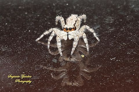 Grey wall jumper, Menemerus bivittatus, family Salticidae - female  Geotagged,Gray wall jumper,Indonesia,Menemerus bivittatus,Summer