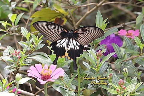 Great Mormon Swallowtail Butterfly, Papilio memnon memnon f. achates, (Papilionidae) - female "flying over the Zinnia flowers"  Geotagged,Great Mormon,Indonesia,Papilio memnon,Summer