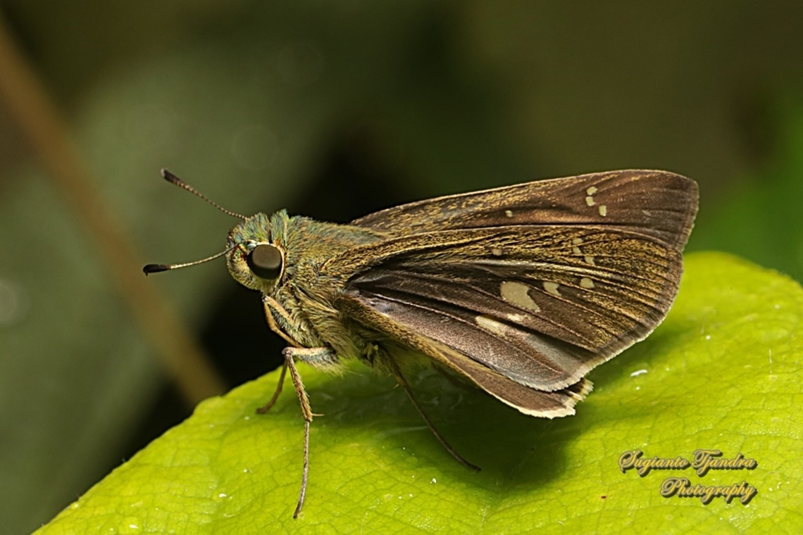 Skipper Butterfly, The Bright Long-spot Flitter (Isma damocles)  Geotagged,Indonesia,Isma damocles,Summer
