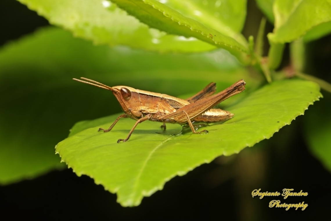 Phlaeoba Grasshopper nymph, Phlaeoba Sp., family Acrididae  Geotagged,Indonesia,Summer