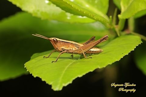 Phlaeoba Grasshopper nymph, Phlaeoba Sp., family Acrididae  Geotagged,Indonesia,Summer