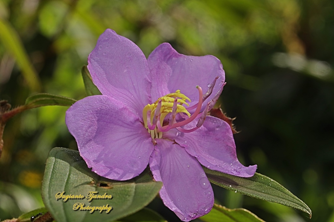 Senduduk flower, Malabar melastoma, Melastoma malabathricum (family Melastomataceae)  Geotagged,Indonesia,Malabar melastome,Melastoma malabathricum,Summer