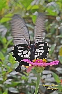 Great Mormon Swallowtail Butterfly, Papilio memnon memnon f. achates, (Papilionidae) - female "sucking nectar on the Zinnia flower"  Geotagged,Great Mormon,Indonesia,Papilio memnon,Summer