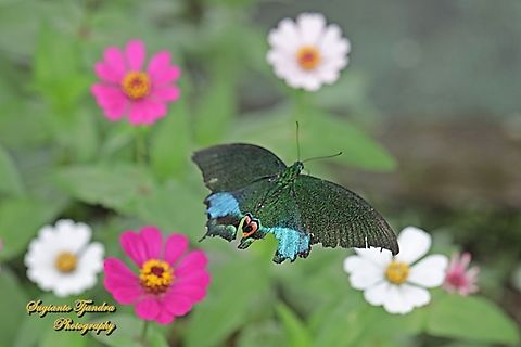 The Jungle Jade, Papilio karna karna, family Papilionidae "flying over the Zinnia flowers"  Geotagged,Indonesia,Jungle Jade Swallowtail,Papilio karna,Summer