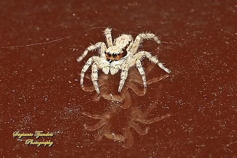 Grey wall jumper, Menemerus bivittatus, family Salticidae - female  Geotagged,Gray wall jumper,Indonesia,Menemerus bivittatus,Summer