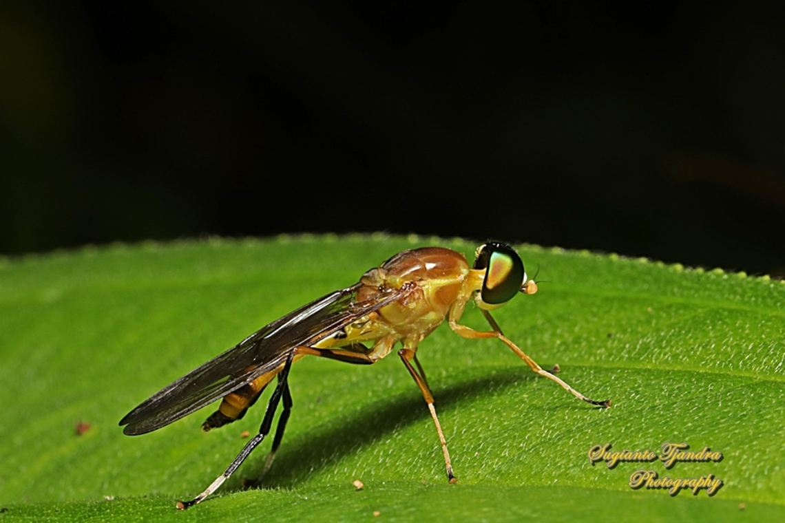 Yellow Soldier fly, Ptecticus elongatus, Stratiomyidae  Geotagged,Indonesia,Ptecticus elongatus,Summer