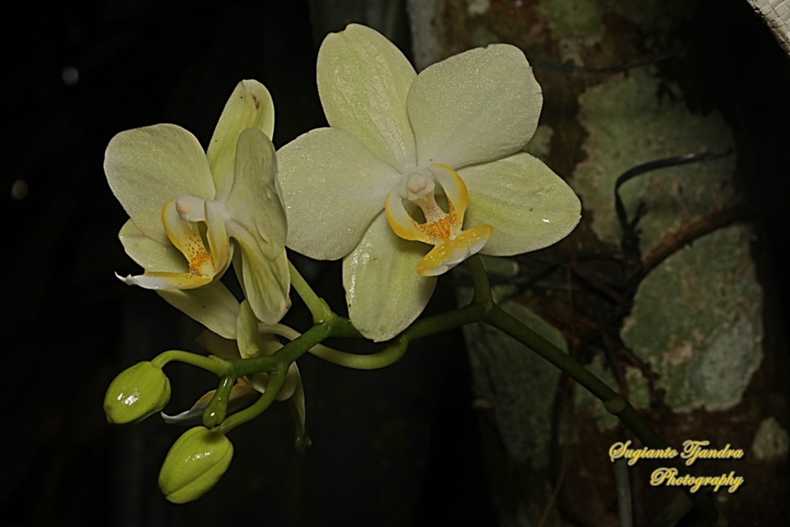 Orchid flower, Phaleonopsis (Orchidaceae)  Geotagged,Indonesia,Summer
