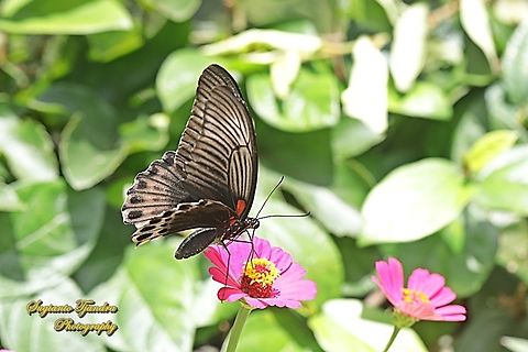 Great Mormon Butterfly, Papilio memnon memnon f. laomedon - underside "sucking nectar on the Zinnia flower"  Geotagged,Great Mormon,Indonesia,Papilio memnon,Summer