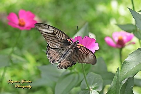 Great Mormon Butterfly, Papilio memnon memnon f. laomedon - upperside "sucking nectar on the Zinnia flower"  Geotagged,Great Mormon,Indonesia,Papilio memnon,Summer