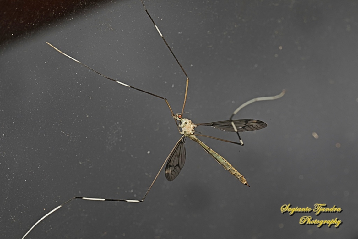Crane fly, Tipula furca (???), family Tipulidae  Geotagged,Indonesia,Summer