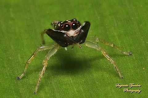 Jumping spider, Indopadilla sp., family Salticidae  Geotagged,Indonesia,Summer
