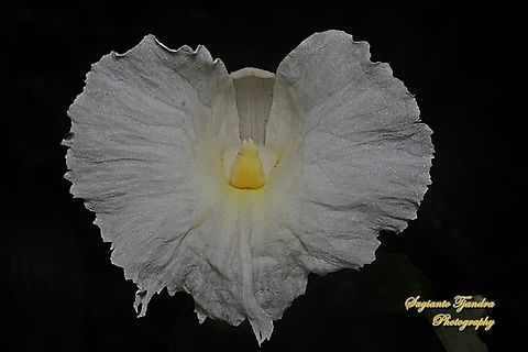 Crepe Ginger flower, Hellenia speciosa, Costaceae  Geotagged,Hellenia speciosa,Indonesia,Summer