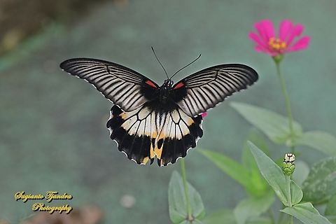 Great Mormon Butterfly, Papilio memnon memnon f. hiera (female) -  "sucking nectar on the Zinnia flower"  Geotagged,Great Mormon,Indonesia,Papilio memnon,Summer