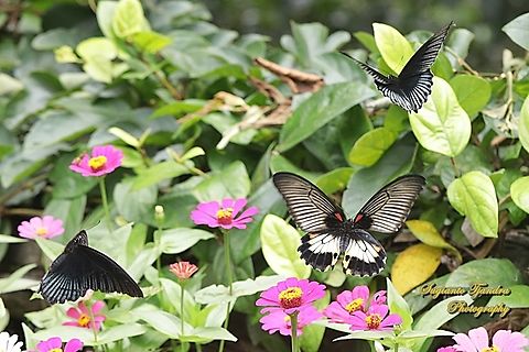 A Great Mormon Butterfly, Papilio memnon memnon f. hiera (female) -  "escorted by two males"  Geotagged,Great Mormon,Indonesia,Papilio memnon,Summer
