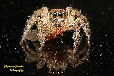 Jumping spider, the tropical flycatcher, Plexippus petersi, family Salticidae w/prey  Geotagged,Indonesia,Plexippus petersi,Summer,Tropical Flycatcher