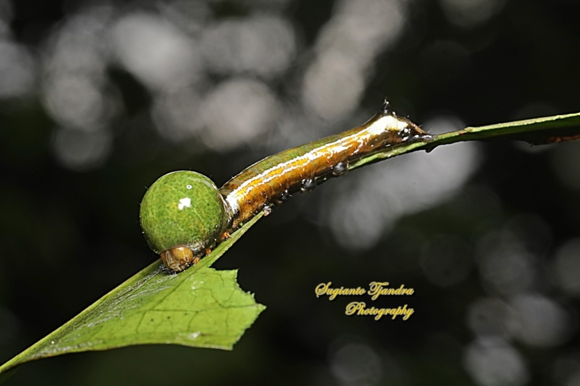 Tuft moths Caterpillar, Carea angulata, Nolidae  Carea angulata,Geotagged,Indonesia,Summer