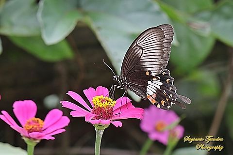 Common Mormon Butterfly, Papilio polytes javanus - female "sucking nectar on the Zinnia flower"  Common Mormon,Geotagged,Indonesia,Papilio polytes,Summer