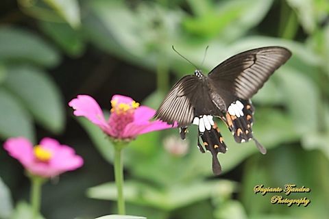 Common Mormon Butterfly, Papilio polytes javanus - female "flying over the Zinnia flowers"  Common Mormon,Geotagged,Indonesia,Papilio polytes,Summer