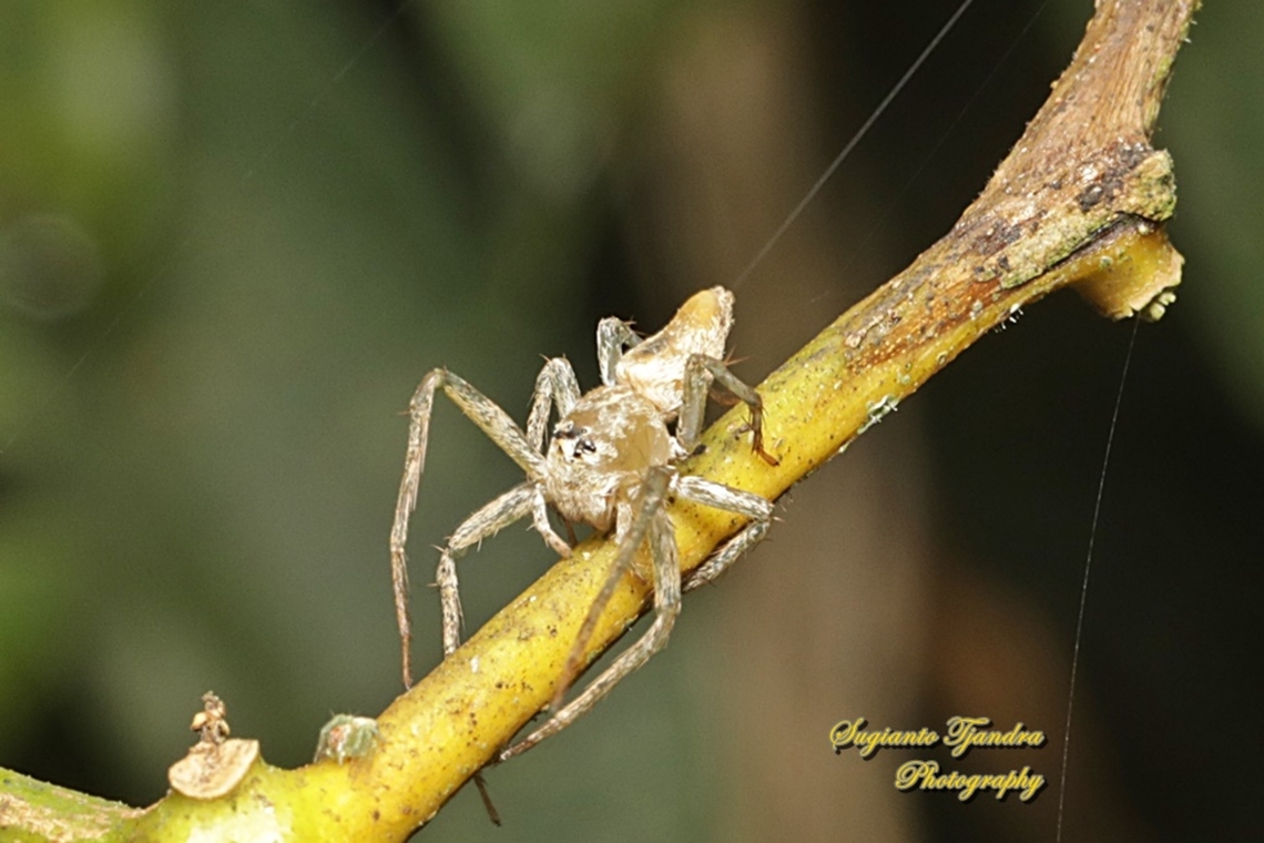 Lynx spider, Hamataliwa Sp., family Oxyopidae  Geotagged,Indonesia,Summer