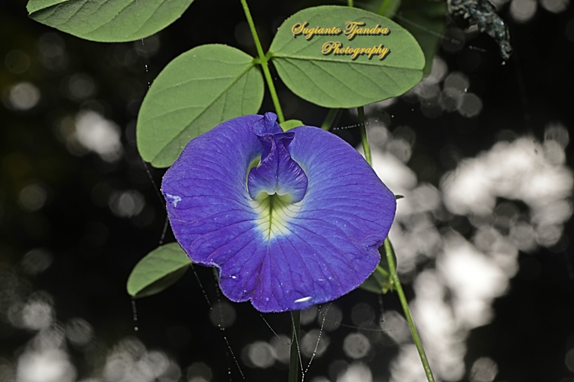 Kembang Telang, Blue Pea flower, Clitoria ternatea  Butterfly-pea,Clitoria ternatea,Geotagged,Indonesia,Summer