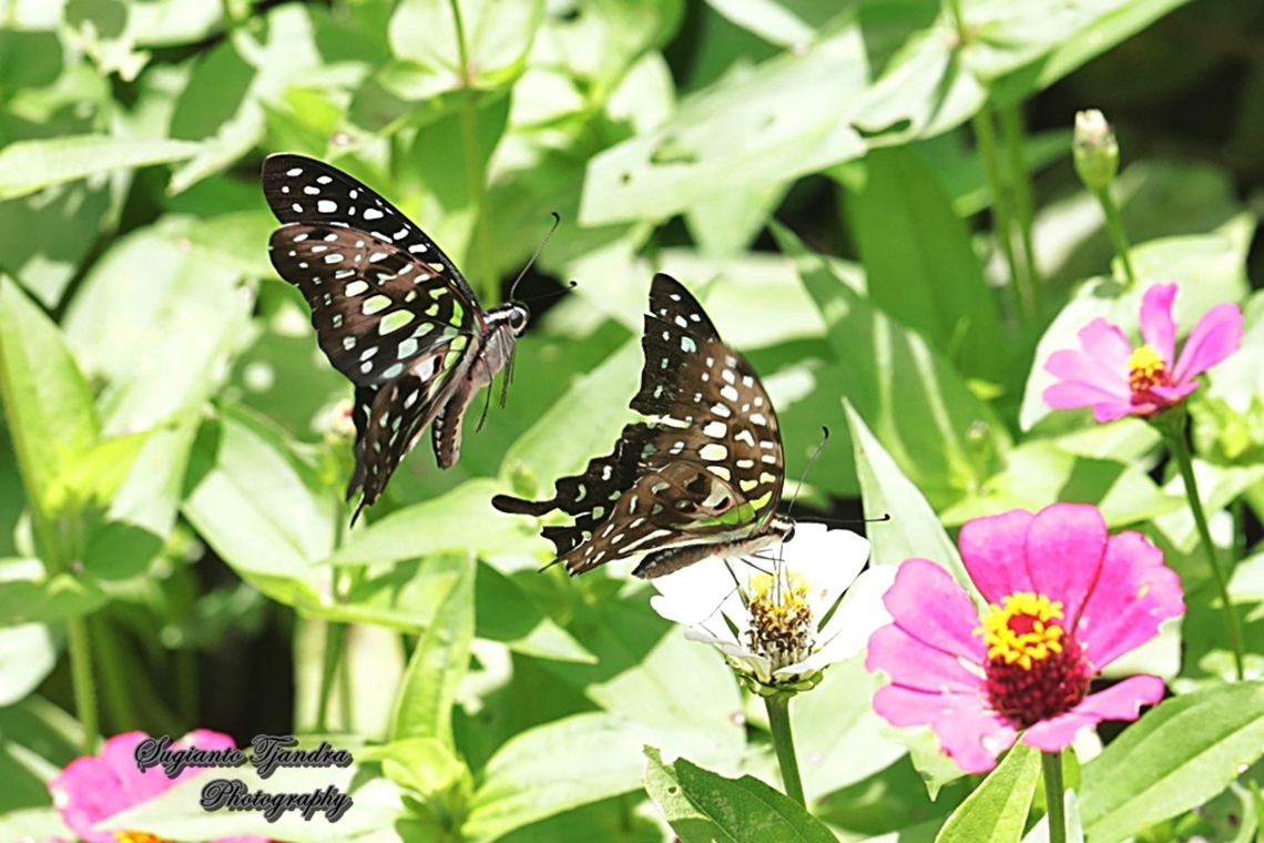 A pair of Tailed Jay Butterfly, Graphium agamemnon  Geotagged,Graphium agamemnon,Indonesia,Summer,Tailed Jay