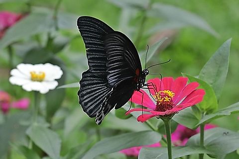 Great Mormon Butterfly, Papilio memnon memnon  (male) -  "sucking nectar on the Zinnia flower"  Geotagged,Great Mormon,Indonesia,Papilio memnon,Summer