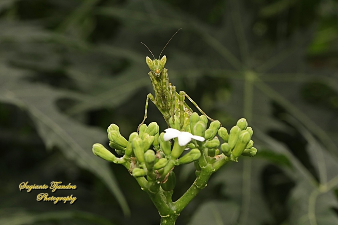 Flower mantis, Creobroter Sp "Standing on the Chaya flower, Cnidoscolus aconitifolius"  Geotagged,Indonesia,Summer