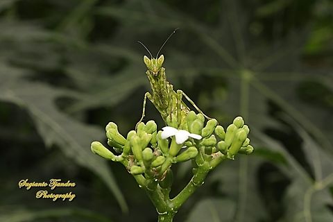 Flower mantis, Creobroter Sp "Standing on the Chaya flower, Cnidoscolus aconitifolius"  Geotagged,Indonesia,Summer