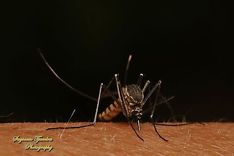 White-bellied mosquito, Armigeres subalbatus "Let sucking my blood before hitting you off"  Armigeres subalbatus,Geotagged,Indonesia,Summer
