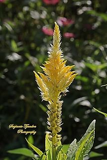 Plume Celosia flower, Celosia plumosa, family Amaranthaceae  Celosia argentea,Geotagged,Indonesia,Quail Grass,Summer