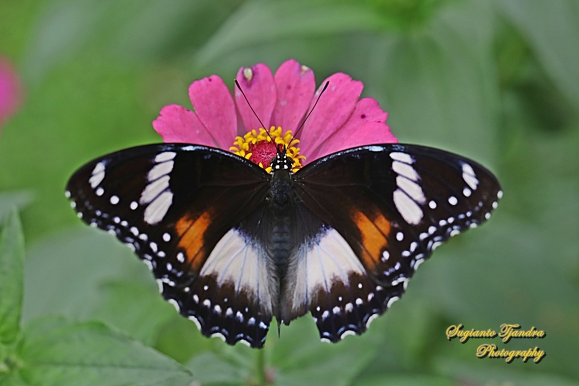 Great eggfly butterfly, Hypolimnas bolina bolina "sucking nectar on the Zinnia flower"  Geotagged,Great eggfly,Hypolimnas bolina,Indonesia,Summer