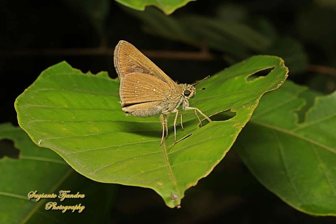 Skipper Butterfly, the conjoined swift, Pelopidas conjunctus conjunctus  Conjoined swift,Geotagged,Indonesia,Pelopidas conjuncta,Summer