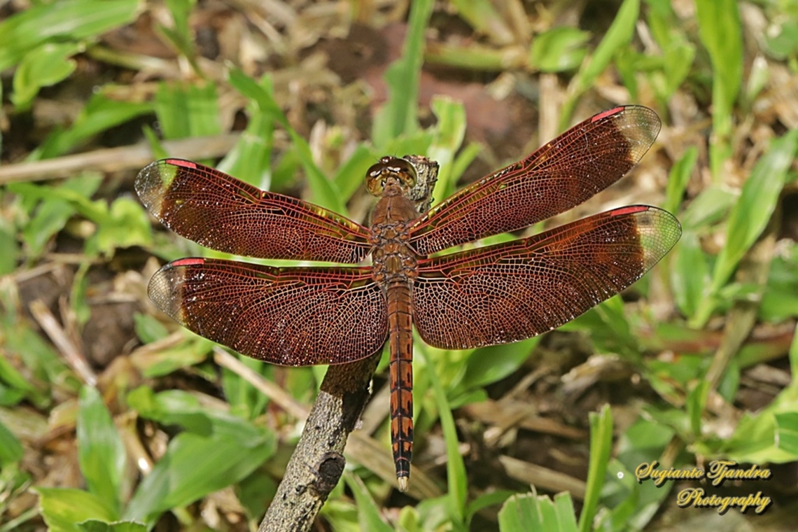 Red-winged Dragonfly, Neurothemis terminata, family Libellulidae  Geotagged,Indonesia,Indonesian Red-winged Dragonfly,Neurothemis terminata,Summer