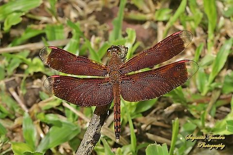 Red-winged Dragonfly, Neurothemis terminata, family Libellulidae  Geotagged,Indonesia,Indonesian Red-winged Dragonfly,Neurothemis terminata,Summer